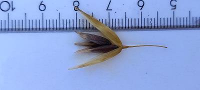 Click for 2 image(s) for this accession. Spikelet